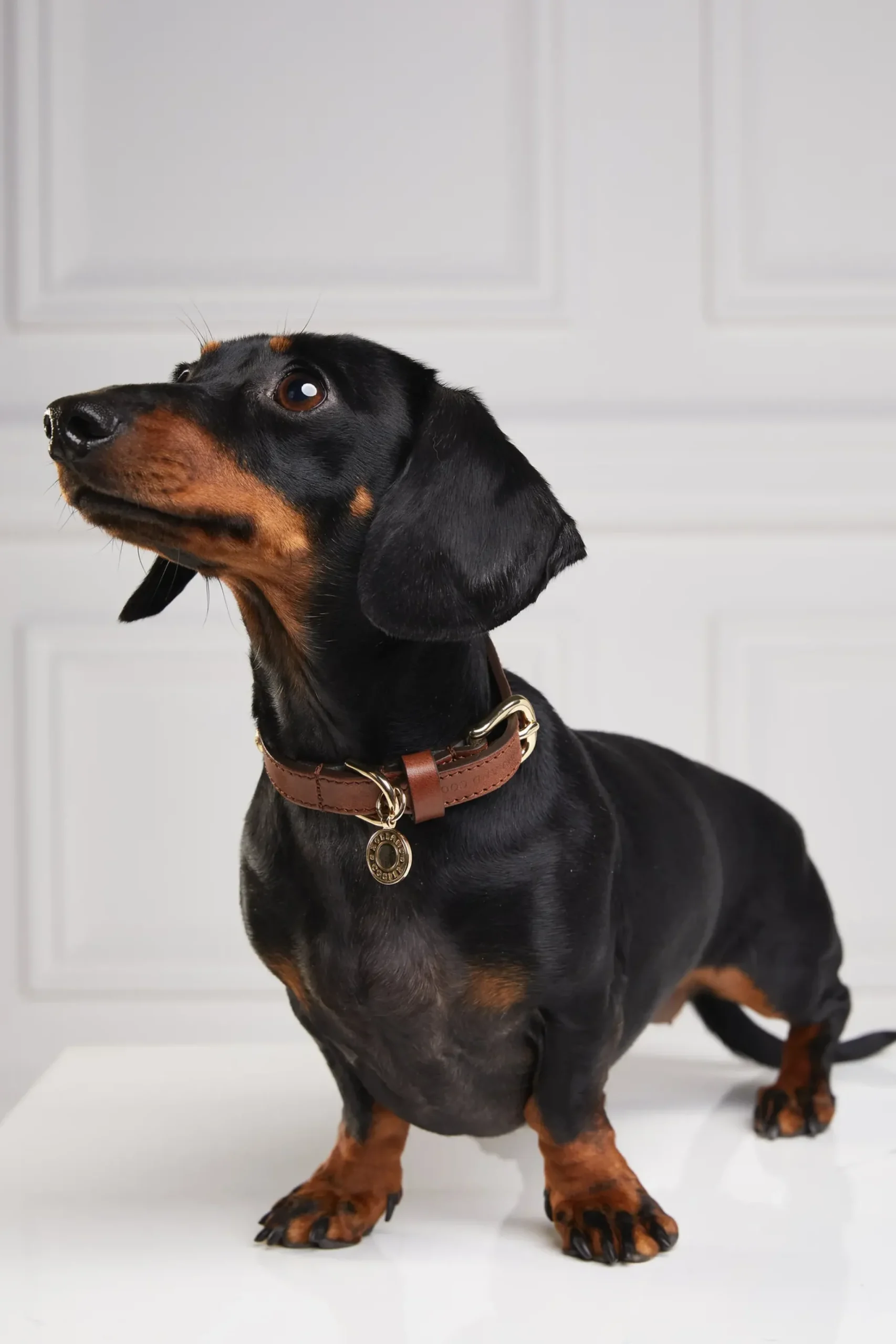 Holland Cooper HC Studded Dog Collar Chestnut Clearance