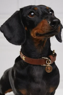 Holland Cooper HC Studded Dog Collar Chestnut Clearance