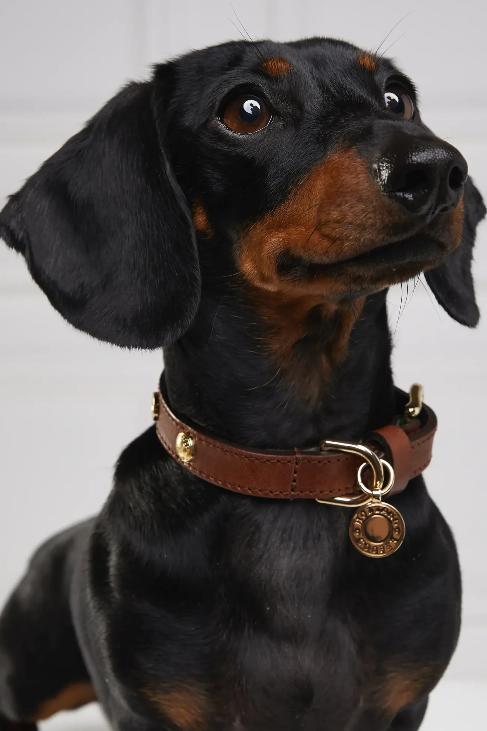 Holland Cooper HC Studded Dog Collar Chestnut Clearance