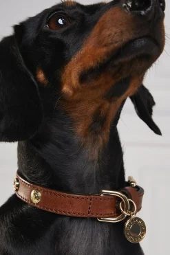 Holland Cooper HC Studded Dog Collar Chestnut Clearance